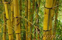 Bamboo Wood