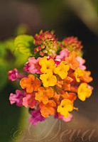 Lantana