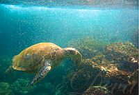 Turtle Meeresschildkröte